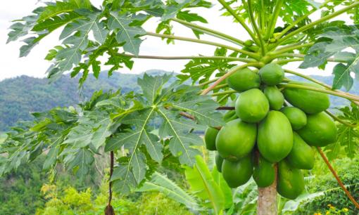 Lá đu đủ có tác dụng phòng và trị bệnh ung thư, thực hư thế nào?