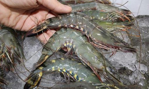 Tôm để trong tủ lạnh muốn tươi lâu nhớ cho thêm thứ gia vị nhà nào cũng có này 