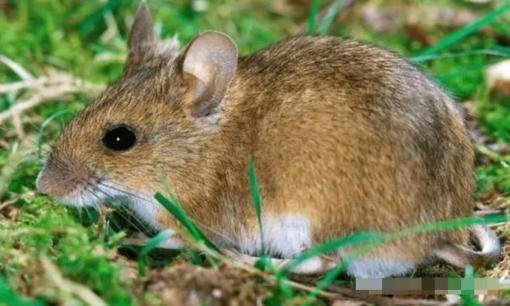 Người xưa có câu “Rắn chuột vào nhà sẽ có nhiều tiền”. Dấu hiệu chuột xuất hiện trong nhà bạn là gì?