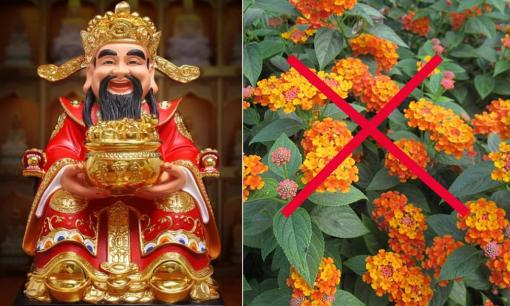 5 loài hoa đẹp nhưng đừng trồng quanh nhà vì có mùi 'đuổi khéo' Thần Tài