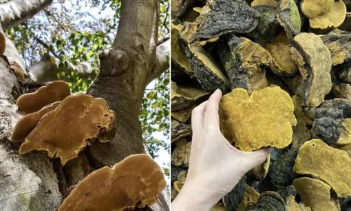 Cây dâu tằm có một 'kho báu quý hơn vàng' chỉ người sành sỏi mới biết, giá gần 6 triệu/kg vẫn cháy hàng