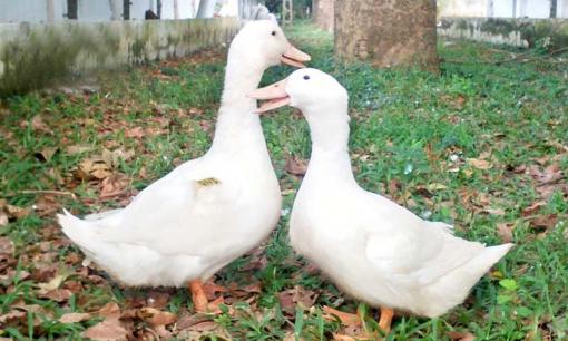 Thịt vịt ngon nên chọn con đực hay con cái? Cách chọn vịt ngon không hôi, thịt dày thơm không tăng trọng ăn trong Tết Đoan Ngọ