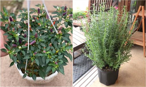 4 cây cảnh vừa đẹp vừa lọc không khí còn là gia vị hữu ích cho nhà bếp, nhất định phải trồng 1 cây