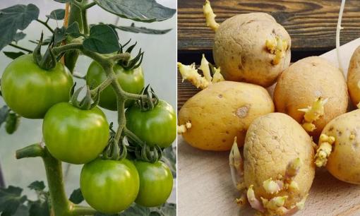 6 loại rau củ ngậm đầy độc tố, nhiều người vẫn ăn hàng ngày mà không biết