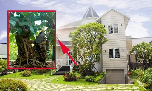 Dương trạch là gì? Có 5 loại cây tuyệt đối tránh trồng vào dương trạch kẻo gặp tai họa, đó là gì? 