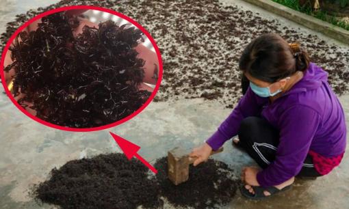 Một loại rau mọc ở trên đá xưa để 'cứu đói' nay thành đặc sản nổi tiếng được ví như 'lộc trời' 