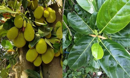 Tác dụng của lá mít, nhiều người không biết tận dụng thật tiếc!