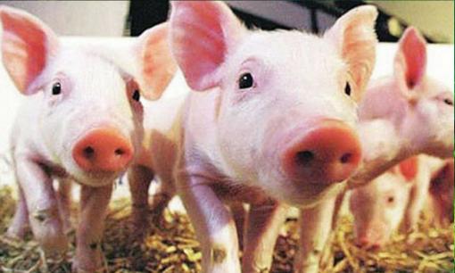 Con lợn đắt nhất thế giới, tắm ba lần một ngày và bôi kem chống nắng, một bộ da được bán với giá 76.000 euro 