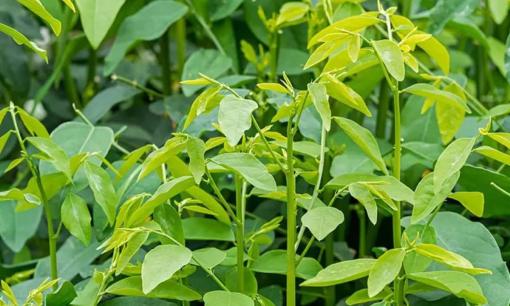 Ở chợ Việt bán đầy một loại rau chỉ vài nghìn đồng nhưng lượng vitamin C cao hơn cam, chanh