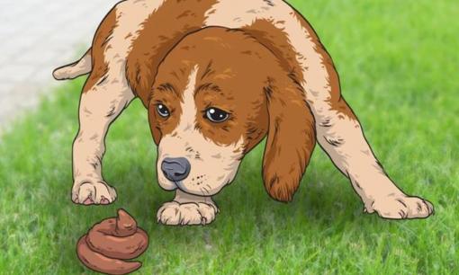 Chó thích ăn phân, lý do 'ẩn giấu' phía sau là gì? 