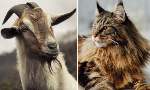 Tử vi 12 con giáp chủ nhật ngày 16/6/2024: Tuổi Mão có cơ hội gặp gỡ quý nhân, Mùi cần cẩn trọng trước kẻ xấu