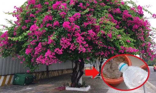 Chăm cây hoa giấy không bao giờ vàng lá, luôn nở hoa nhờ một thứ gia vị trong bếp nhà nào cũng có 