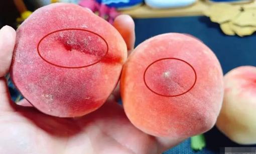 Các bác sĩ nhắc nhở: Ba người này nên ăn càng ít càng tốt. Ngoài ra còn có những điều kiêng kỵ khi ăn đào! 