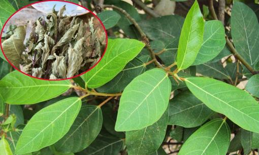 Hai loại lá 'xin được không mất tiền' đem phơi khô là dược liệu vàng giúp hạ đường huyết, mát gan, ở Việt Nam có nhiều