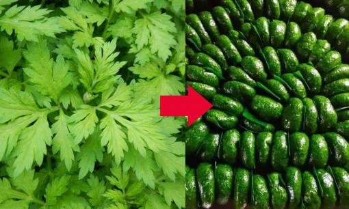 Ngải cứu là nguyên liệu chính của một món bánh đặc sản, được giới trẻ thành phố 'săn lùng' 