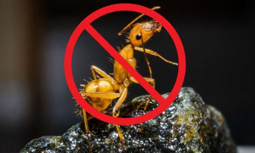 Cách đuổi kiến ra khỏi nhà hiệu quả nhất bằng gia vị gia đình nào cũng dùng, dễ dàng thấy kết quả ngay lập tức