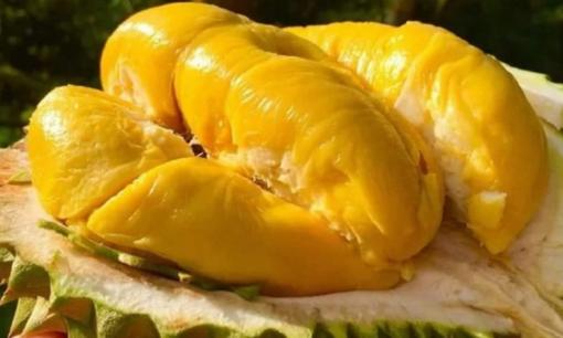 Khi mua sầu riêng nên chọn loại có gai dày hay thưa, gai to hay nhỏ? Người bán tiết lộ sự thật bất ngờ