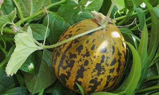 Đây là bộ phận luôn bị mọi người vứt bỏ khi ăn nhưng lại ẩn chứa tác dụng chữa bệnh 'thần kỳ'