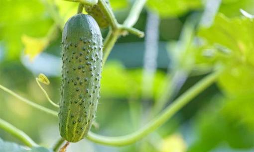 Dưa chuột được bán tràn lan trên thị trường với số lượng lớn. Các bác sĩ nhắc nhở: 3 nhóm người này nên ăn càng ít càng tốt