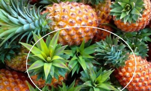 Khi mua dứa, có sự khác biệt lớn giữa “lá dài” và “lá ngắn”. Hãy chú ý 4 điểm để chọn được dứa ngon ngọt 