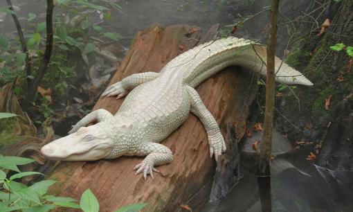 5 loài động vật bạch tạng đắt nhất thế giới, một con cá sấu bạch tạng có giá gần trăm triệu đô la! Trên thế giới chỉ còn 20 con