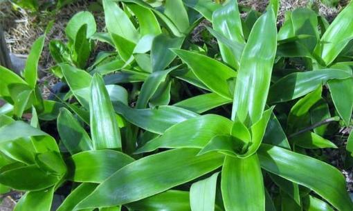 Trồng cây này trong nhà quý hơn vàng, vừa chữa bệnh vừa là cây phát tài, trồng 1 cây khỏe mạnh suốt quanh năm