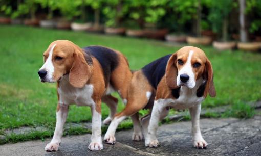  Tại sao chó lại khóa lưng vào nhau sau khi giao phối? 