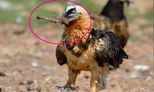 Đây là loài động vật duy nhất trên Trái đất sống chủ yếu bằng cách ăn xương