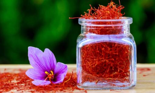 Nó được mệnh danh là 'vàng đỏ', là dược liệu hạnh phúc của giới nhà giàu, giá nửa tỷ đồng/kg vẫn đắt khách, không có mà bán