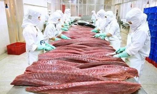 Ở Việt Nam có một thứ 'siêu thực phẩm' được thế giới khao khát, thu về gần 400 triệu USD trong 5 tháng đầu năm 2024