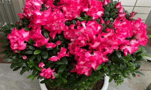 5 loại 'hoa xui xẻo' đừng để trong nhà, dù thích đến mấy cũng phải dọn ra ngoài