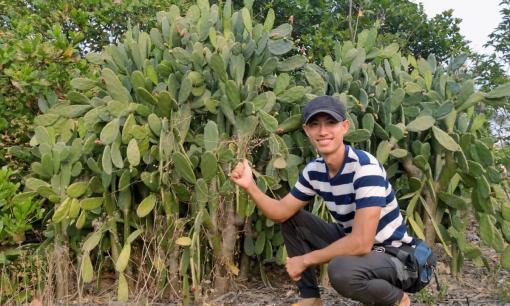 Biến xương rồng trồng hàng rào thành 'mỏ vàng' nhờ làm đồ uống, chàng trai nuôi khát vọng đổi đời 