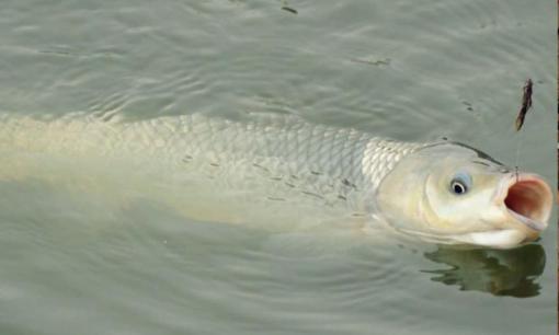 Trái cây cũng có thể được sử dụng để câu cá. Đây là những loại trái cây mà cá trắm cỏ rất thích đớp