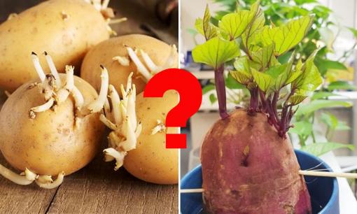 Khoai lang mọc mầm có độc không? Khoai tây mọc mầm so với khoai lang mọc mầm loại nào độc hơn?