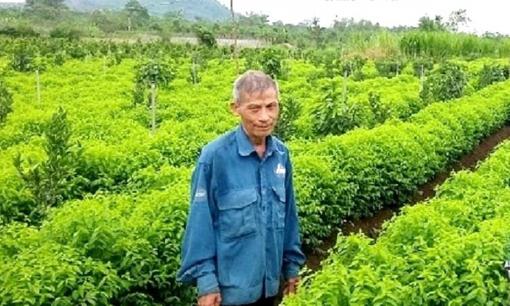 Người dân Đồng Nai thu bạc tỷ nhờ trồng loại rau ngọt hơn mì chính, cứ trồng là bội thu