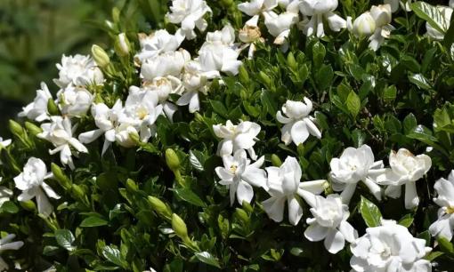 Những loại hoa “nghiện bia” này phát triển như điên khi uống bia. Nếu bạn bổ sung thường xuyên chúng sẽ tươi tốt suốt cả năm