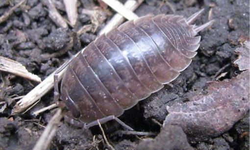 Loài côn trùng này thích sống trong các kẽ gạch ở nông thôn. Nhiều người ghét nó mà không biết đó là 'kho báu' 