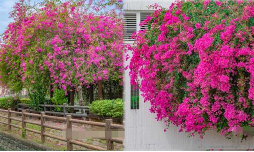 Khi trồng hoa giấy vào mùa hè nắng nóng, hãy ghi nhớ '1 nhiều, 2 ít, 3 siêng năng' thì hoa sẽ nở rộ quanh năm