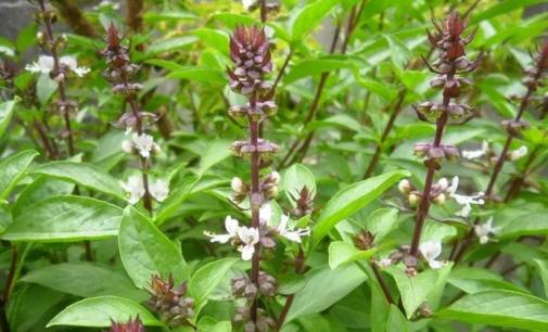 Công dụng của húng quế là gì? Tác dụng phụ khó lường khi ăn rau húng quế sai cách