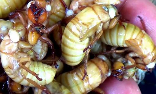 Loại đặc sản 'lột xác' đắt đỏ chỉ có vào mùa thi, muốn ăn phải đặt trước mới có