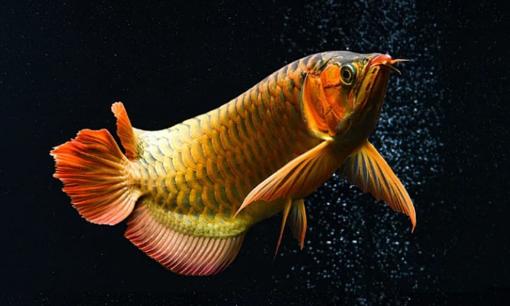 Loại cá nào thịnh vượng nhất để nuôi trong phòng khách của bạn?