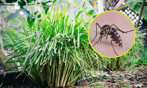 Kẻ thù lớn nhất của muỗi không phải là nhang muỗi mà là 5 loại “cỏ đuổi muỗi” này, chúng sẽ bỏ chạy khi ngửi thấy mùi