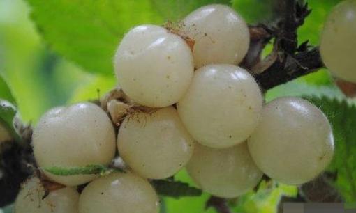 Đó là trái 'ngọc trai' mọc trên cây, có giá rất đắt đỏ nhưng là 'vua bổ máu', giúp trắng da và loại bỏ tàn nhàng