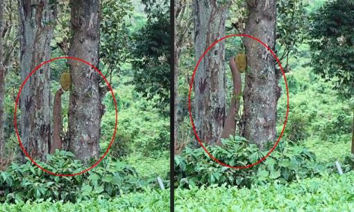 'Sinh vật đáng sợ' xuất hiện trên thân cây, sự thật khiến tất cả... ngã ngửa