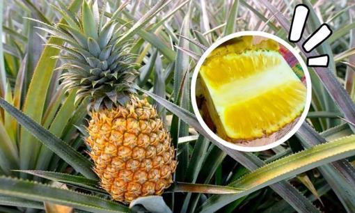 Cách chọn mua đúng loại dứa mật thơm ngon, ngọt lịm, chảy mật vàng ươm như mật ong