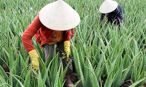 Việt Nam có 1 nghề lạ: Trồng loại cây dại lạ mà quen, vốn ít lời nhiều, 6 tháng là ‘hốt bạc’, thu hàng trăm triệu mỗi năm