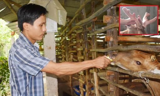 Bỏ việc lương cao, về quê 'cưa sừng' loài vật quý, anh nông dân thu lãi 500 triệu đồng mỗi năm