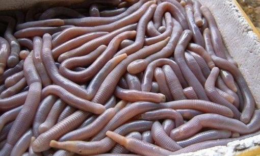 Giun cát là gì? Nhiều người nhìn ghê rợn, nhưng là đặc sản thượng hạng tiến vua, giúp tăng cường sinh lực