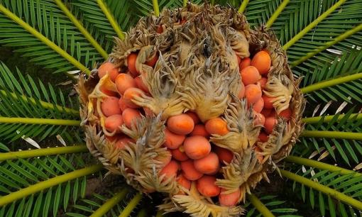 Nhà giàu thường trồng cây cảnh 'đẻ trứng phượng' sống nghìn năm để chiêu tài, vượng khí