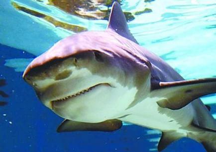 Hồ Baikal cách biển 2.000 km và là hồ nước ngọt lớn của thế giới. Thế nhưng tại sao lại có sinh vật biển?